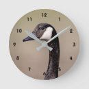 Search for goose clocks Animal