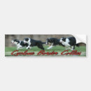 Search for agility bumper stickers Collie