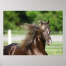 Search for stallion horses posters Breed
