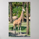 Search for african animals posters Mammal