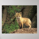 Search for fox pups posters Wildlife