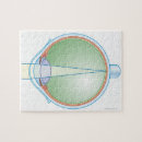 Search for anatomy puzzles Small business