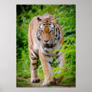 Search for tiger woods posters Feline
