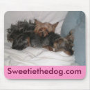 Search for silky electronics Dog