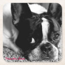 Search for bulldog coasters Cute dog