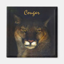 Search for cougars magnets Wildlife