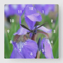 Search for wild iris Flower