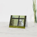 Search for missing cards Cat