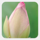Search for bulb stickers Flower