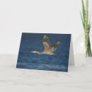 Search for great blue heron cards Wildlife