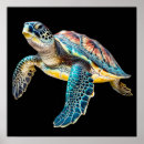 Search for tortoise posters Marine life