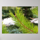 Search for pine needle posters Tree