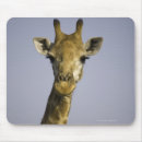 Search for giraffa camelopardalis mousepads Animal body part