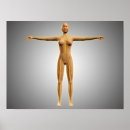 Search for human limb posters Biomedical illustrations