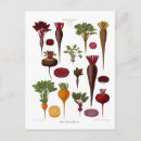 Search for beets postcards Beetroot