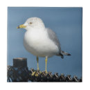 Search for seagull tiles Blue
