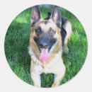 Search for german shepherds stickers Pets