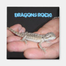 Search for bearded dragon photography Animals