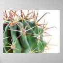 Search for spikes posters Photography