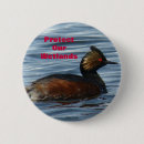 Search for grebes Nature