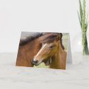 Search for colt cards Mare