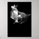 Search for delicate photography Black