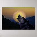 Search for wolf howling at moon posters Moonlight