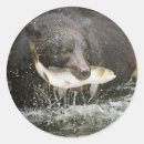 Search for alaska fish stickers Bear