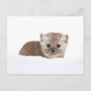 Search for pine marten Cute baby animal