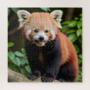 Search for cute red panda puzzles Animal