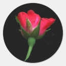 Search for rose bush stickers Leaves