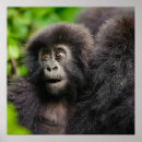 Search for gorilla posters Rwanda