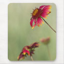 Search for cone flowers mousepads Macro