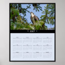 Search for fish hawk Osprey bird