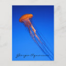 Search for aquarium postcards Orange
