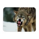 Search for wolf rectangular magnets Animal