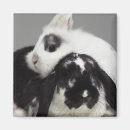 Search for lop magnets Nature