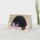 Search for shih tzu birthday cards Puppy