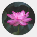 Search for lotus leaf stickers Floral