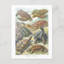 Search for turtles tortoise postcards Vintage