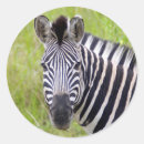 Search for zebra photo stickers Colour image