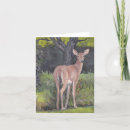 Search for wildlife note cards Animal