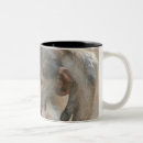 Search for baboons mugs South africa