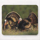 Search for wild turkey electronics Animal