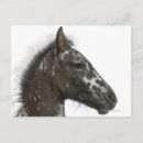 Search for appaloosas postcards Animal