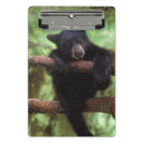 Search for environment clipboards Forest