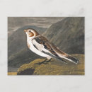 Search for john audubon postcards Vintage