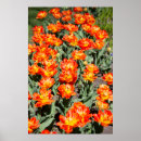 Search for ginger posters Flowers