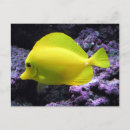 Search for underwater cards Coral reef