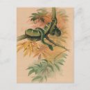 Search for vintage snake postcards Reptile